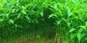 Green Cardamom Plant