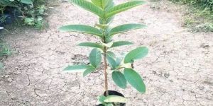 Guava Plant