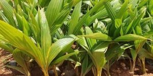Hybrid Coconut Plant