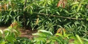 Kesar Mango Plant