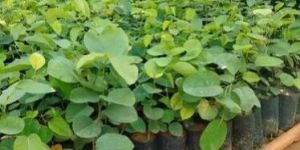 Red Sandalwood Plant