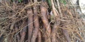 Teak Root Shoot