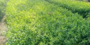 White Sandalwood Plant