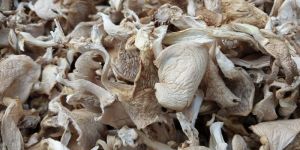 Oyster Mushroom