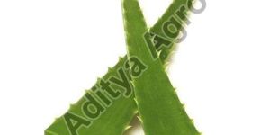 Aloe Vera Leaf