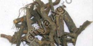 Atibala Abutilon Indicum