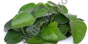 Curry Leaves