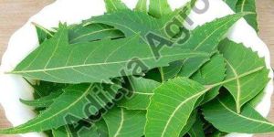 Neem Leaves