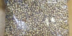Organic Coriander Seed