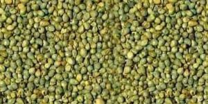 Green Millet Seeds