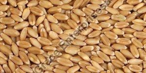 Natural Wheat Seeds