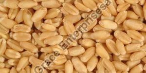Raw Wheat Seeds