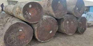 Sapeli Wood Log
