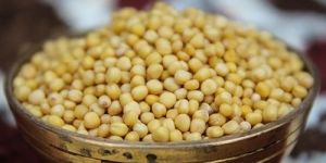 Yellow Mustard Seeds