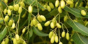 Neem Seeds