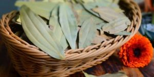 Bay Leaf
