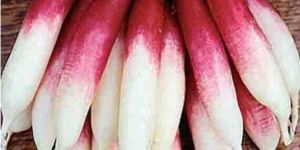 Half Red Hybrid Radish Seeds