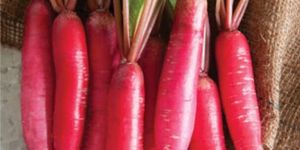 Vidya 500 Hybrid Radish Seeds