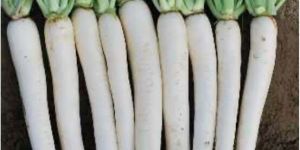 Pearl Hybrid Radish Seeds