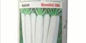 Nandini 500 Hybrid Radish Seeds