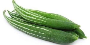 Fresh Snake Gourd