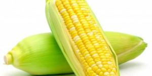 Yellow Corn