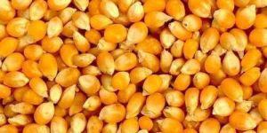 Yellow Maize Seeds