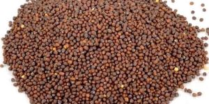 Mustard Seeds