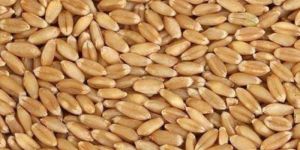 Wheat Seeds