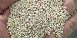 White Sesame Seeds