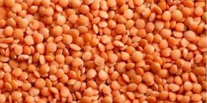 Red Lentils
