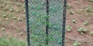 Tree Guard