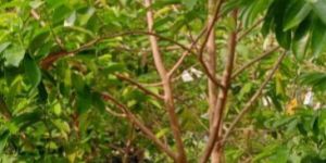 Fresh Soursop Leaves