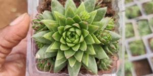 Succulent Plant