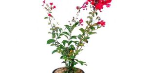 Lagerstroemia Plant