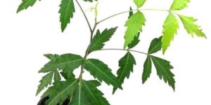 Neem Plant