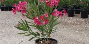 Nerium Oleander Plant