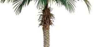 Palm Tree