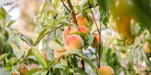 Peach Plant
