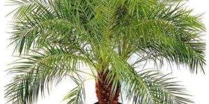 Phoenix Palm Plant