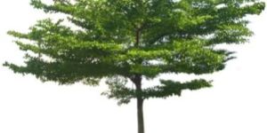 Terminalia Mantaly Plant