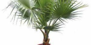 Washingtonia Palm Plant