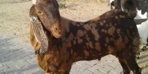 Live Ajmeri Goat