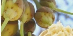 Unrefined Mowrah Butter