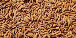 Mtu7029(Swarna Paddy)