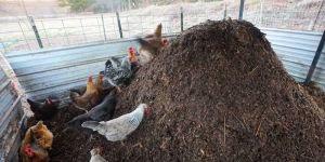 Chicken Manure