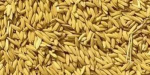 IR 64 Paddy Seed