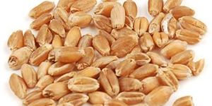 Wheat Seeds