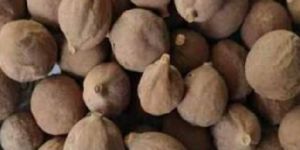 Terminalia Bellirica Baheda