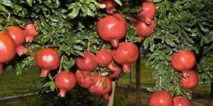 Pomegranates